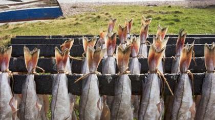 RECIPE OF THE WEEK – Smoked Fish Creams