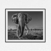 David Yarrow’s ‘Space for Giants’