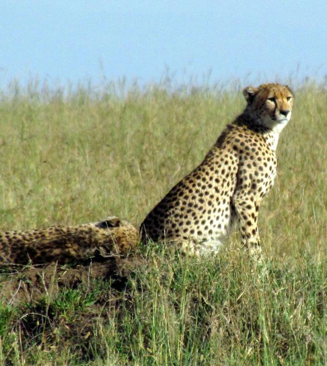safari-cheetah