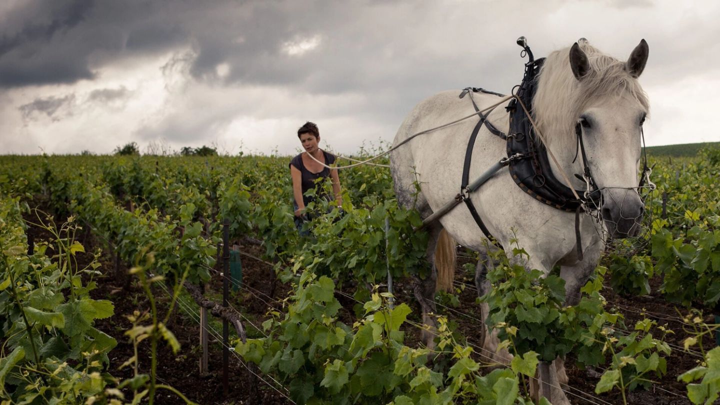 This is how Champagne Louis Roederer has coped during lockdown