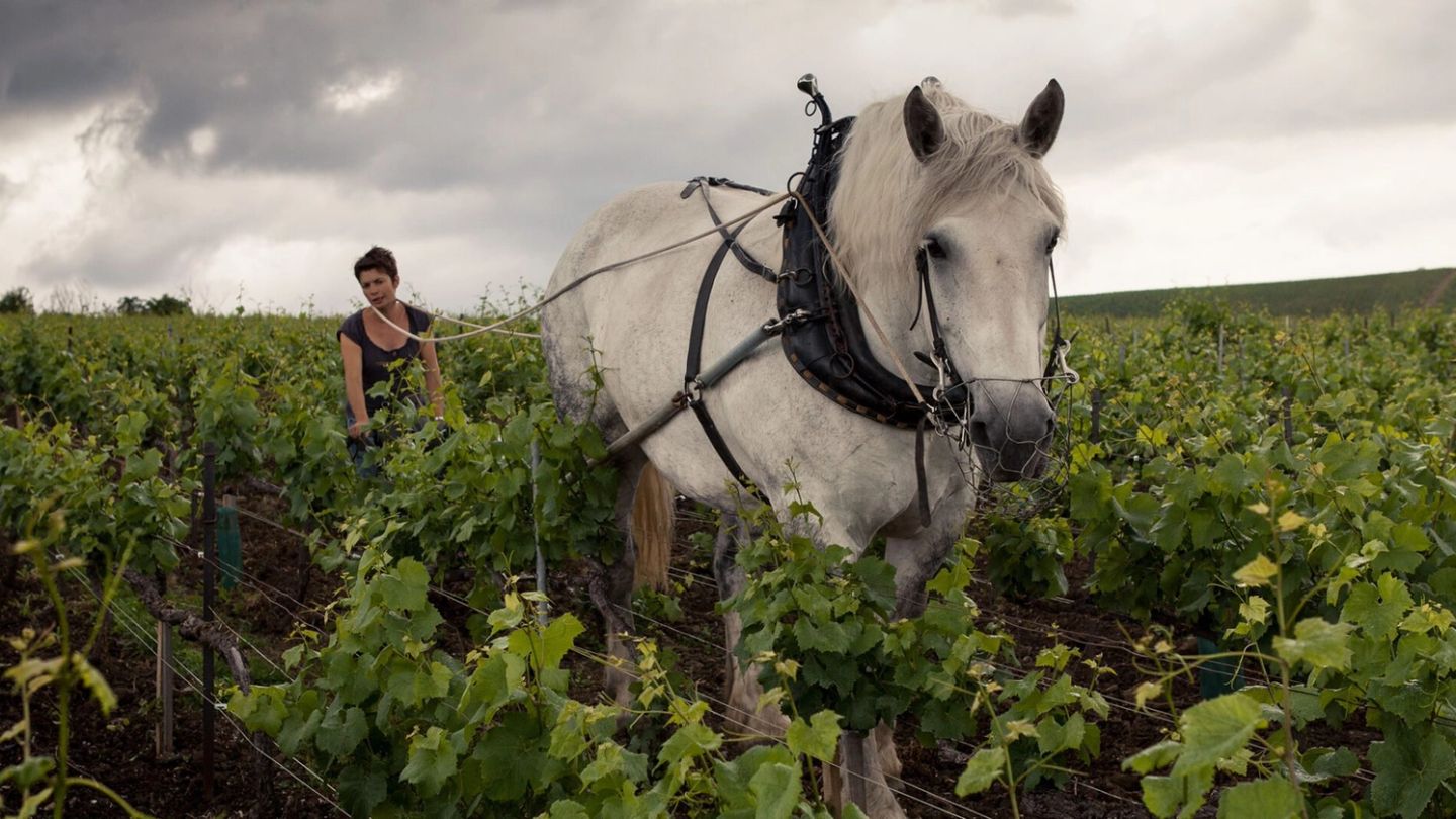 This is how Champagne Louis Roederer has coped during lockdown