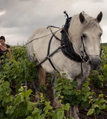 louis roederer lockdown