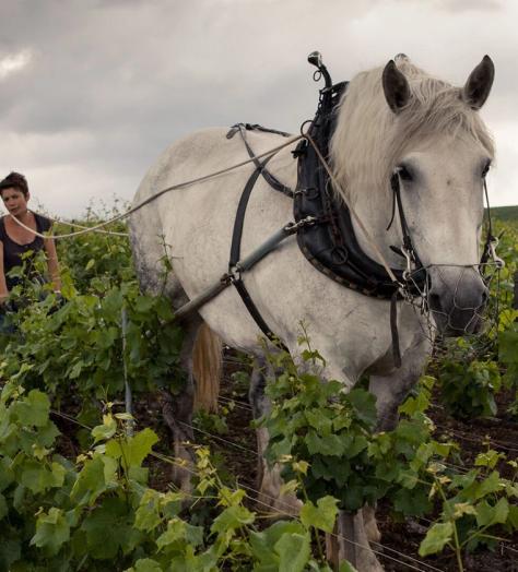 louis roederer lockdown