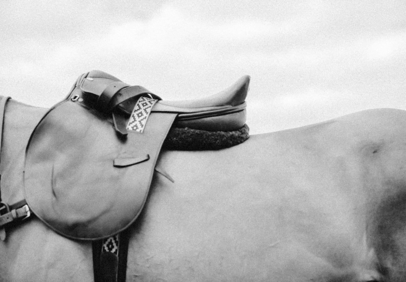 polo-horse-saddle