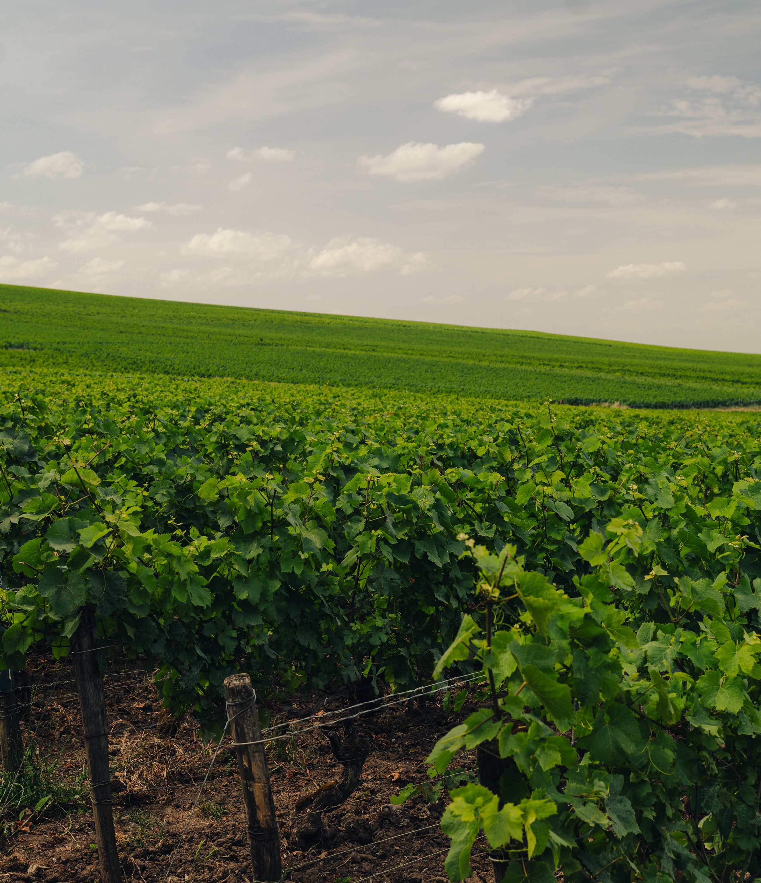 Rows of vines in the Louis Roederer vineyards