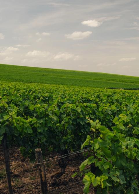 Rows of vines in the Louis Roederer vineyards