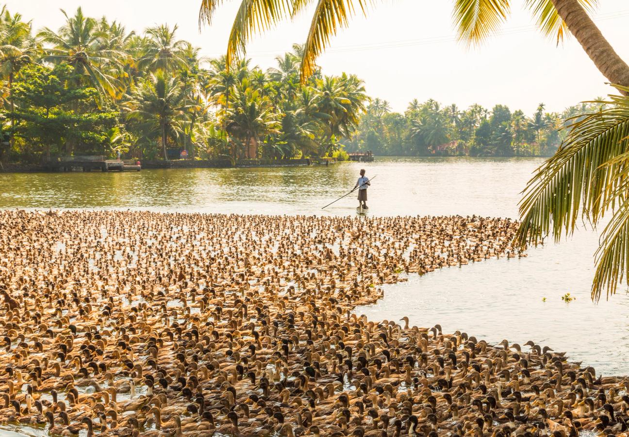 Ducks being herded along the waterway in Kerala