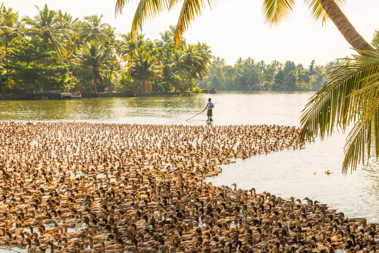 Ducks being herded along the waterway in Kerala