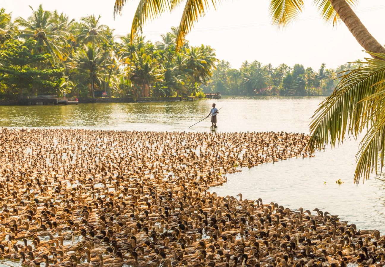 Ducks being herded along the waterway in Kerala