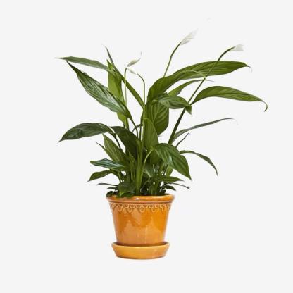 Patch Plants Peace Lily