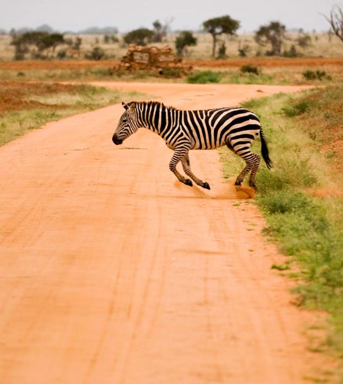 safari-zebra