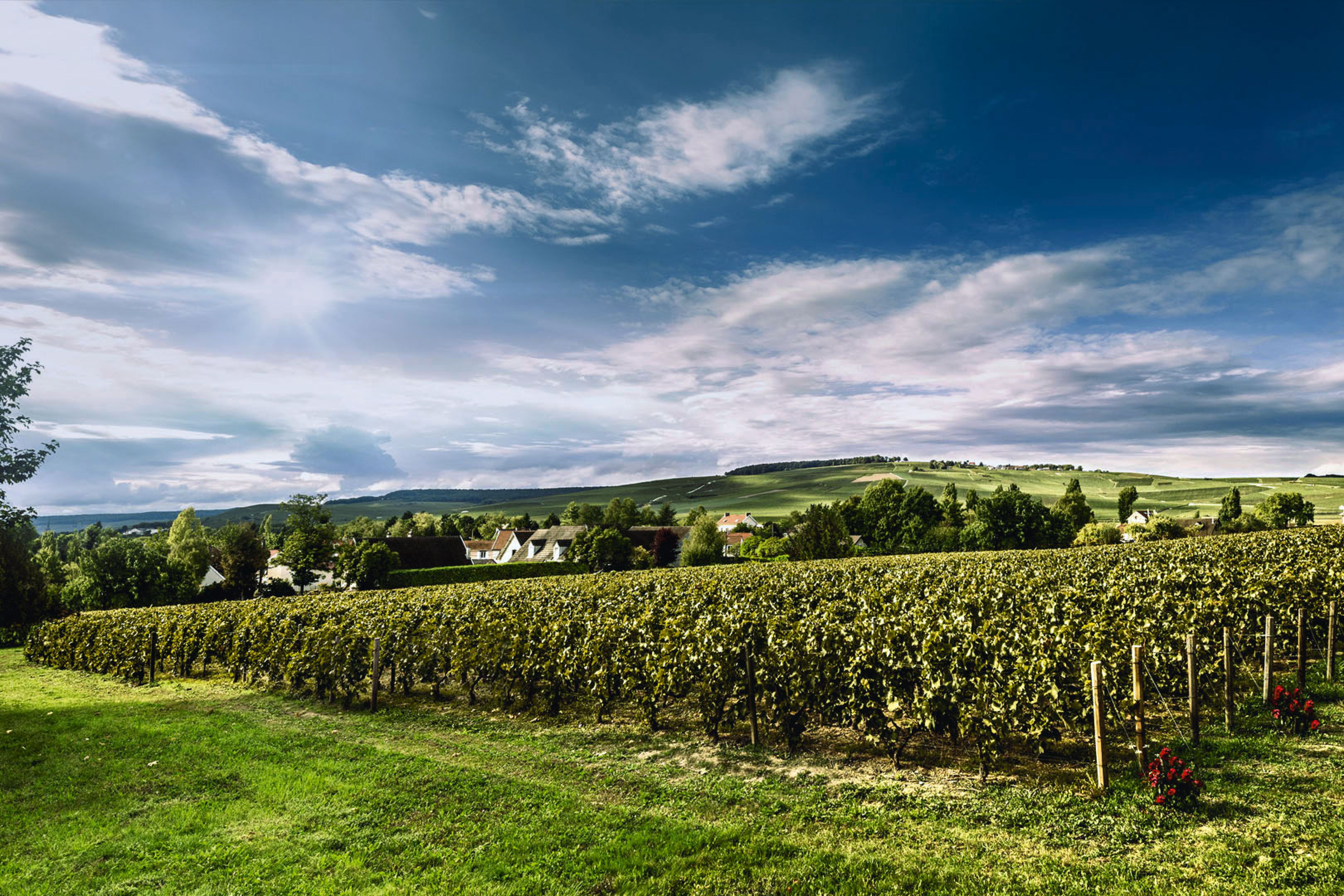 Wine of the Week: Billecart-Salmon Clos Saint-Hilaire 2008