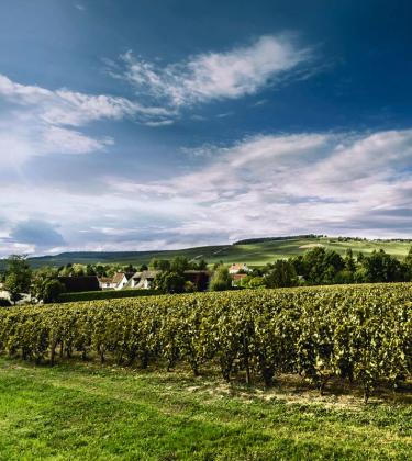 Vines and countryside at Billecart-Salmon