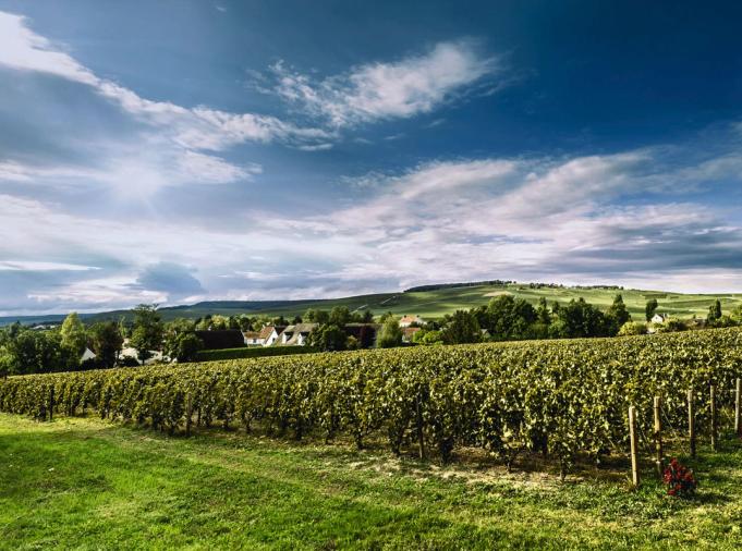 Vines and countryside at Billecart-Salmon