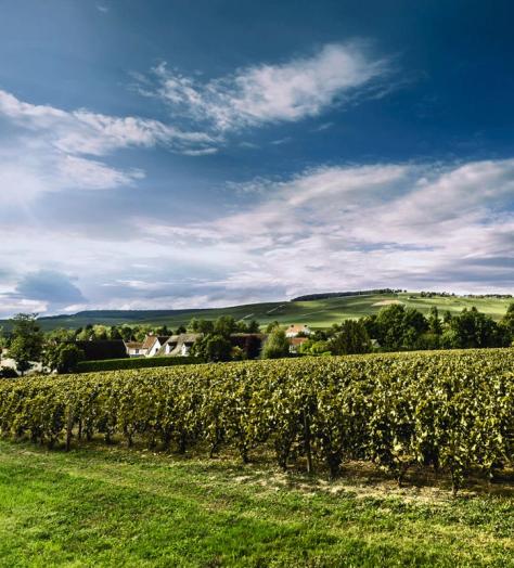 Vines and countryside at Billecart-Salmon