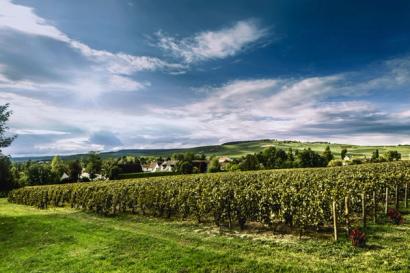 Vines and countryside at Billecart-Salmon