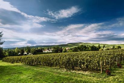 Vines and countryside at Billecart-Salmon