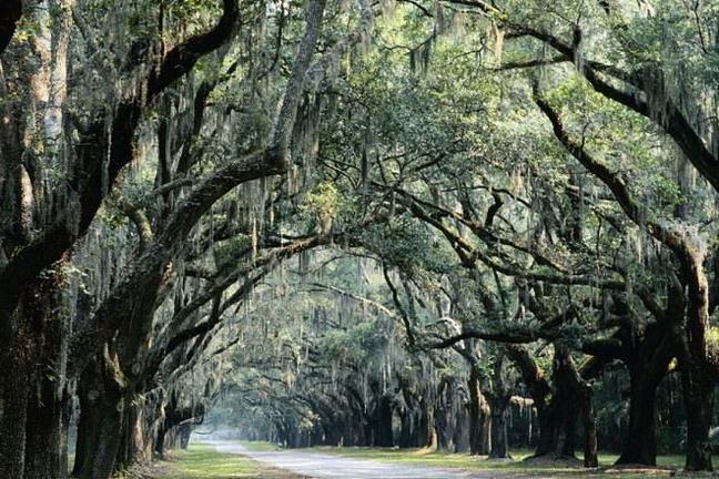 Savannah