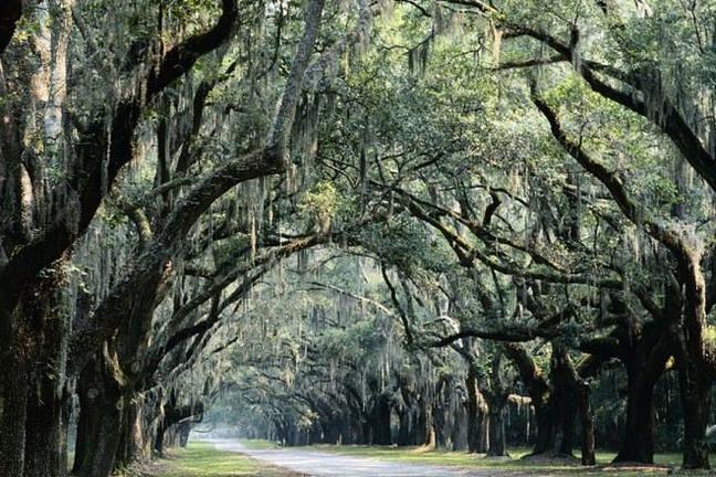 Savannah