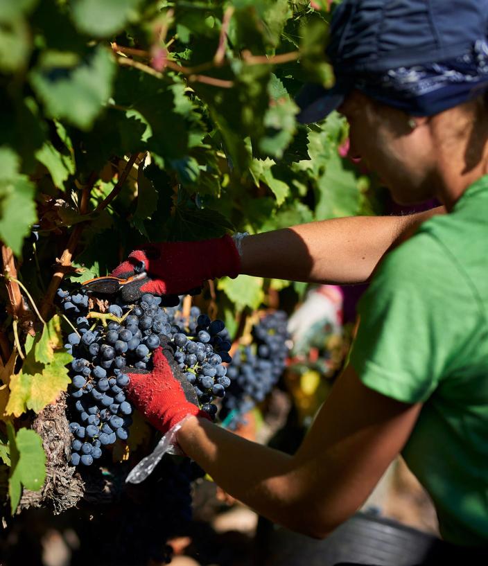 Person harvesting grapes