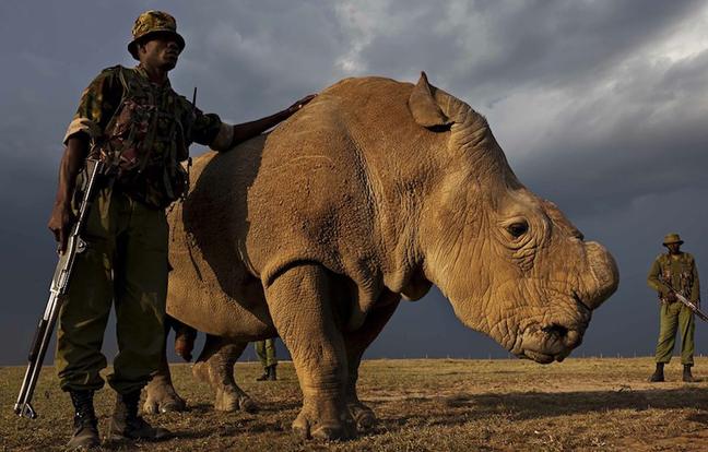 Sudan the last male northern white rhino