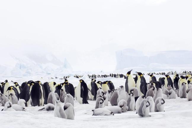 Antarctica-Penguins