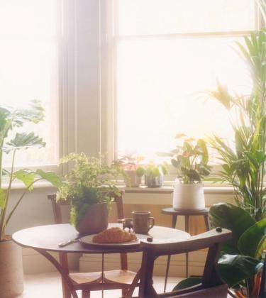 Turn over a new leaf this summer with a house plant (or five)