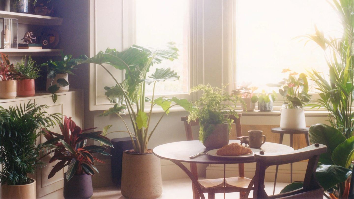 Turn over a new leaf this summer with a house plant (or five)
