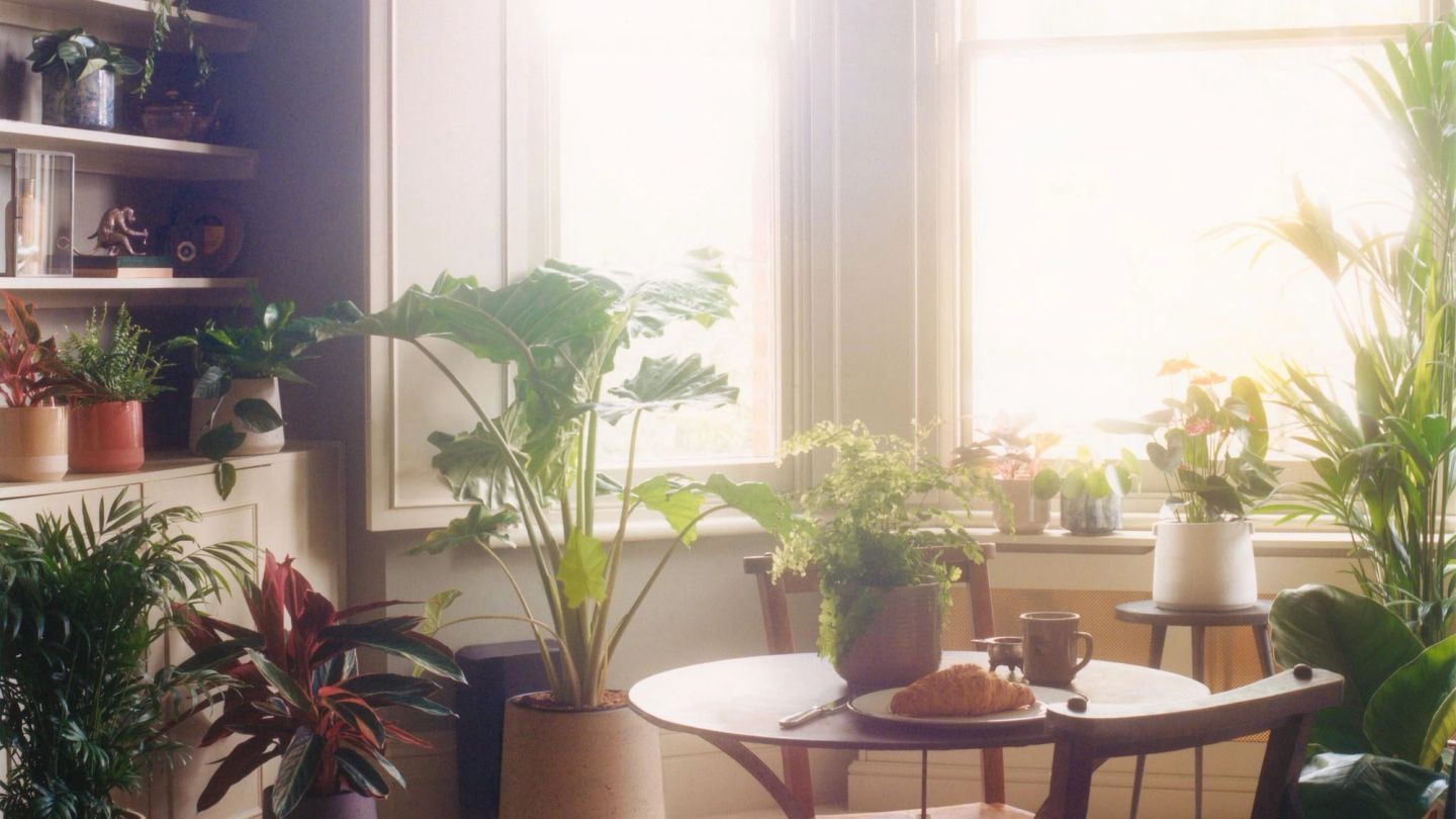 Turn over a new leaf this summer with a house plant (or five)
