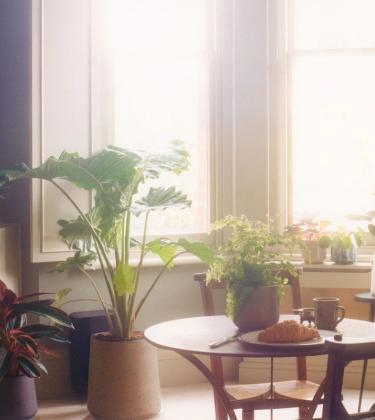 Turn over a new leaf this summer with a house plant (or five)