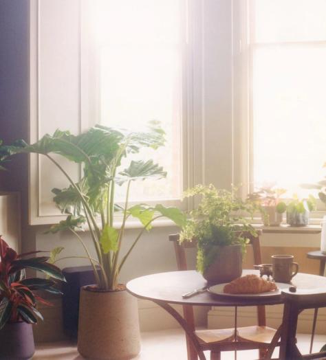 Turn over a new leaf this summer with a house plant (or five)