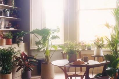 Turn over a new leaf this summer with a house plant (or five)