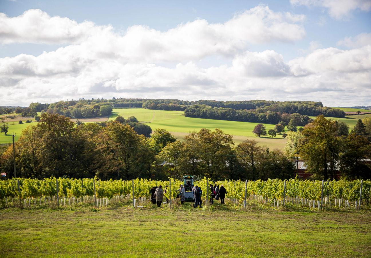 Vineyards in Kent