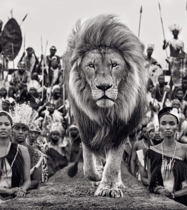 Top Cat: Iconic photographer David Yarrow talks luck, logistics — and lion cages