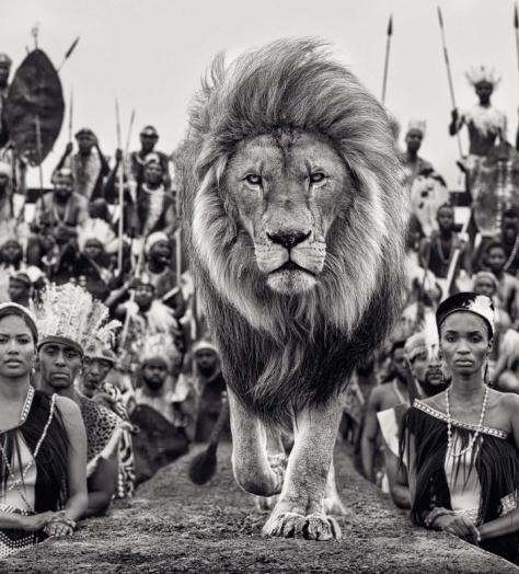 Top Cat: Iconic photographer David Yarrow talks luck, logistics — and lion cages