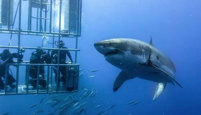 great white shark diving in cage