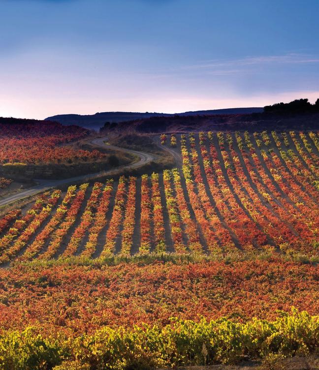 High altitude vineyard