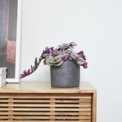 Patch Plants ‘Emma’