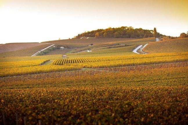 image-mini2-pol-roger-vineyard