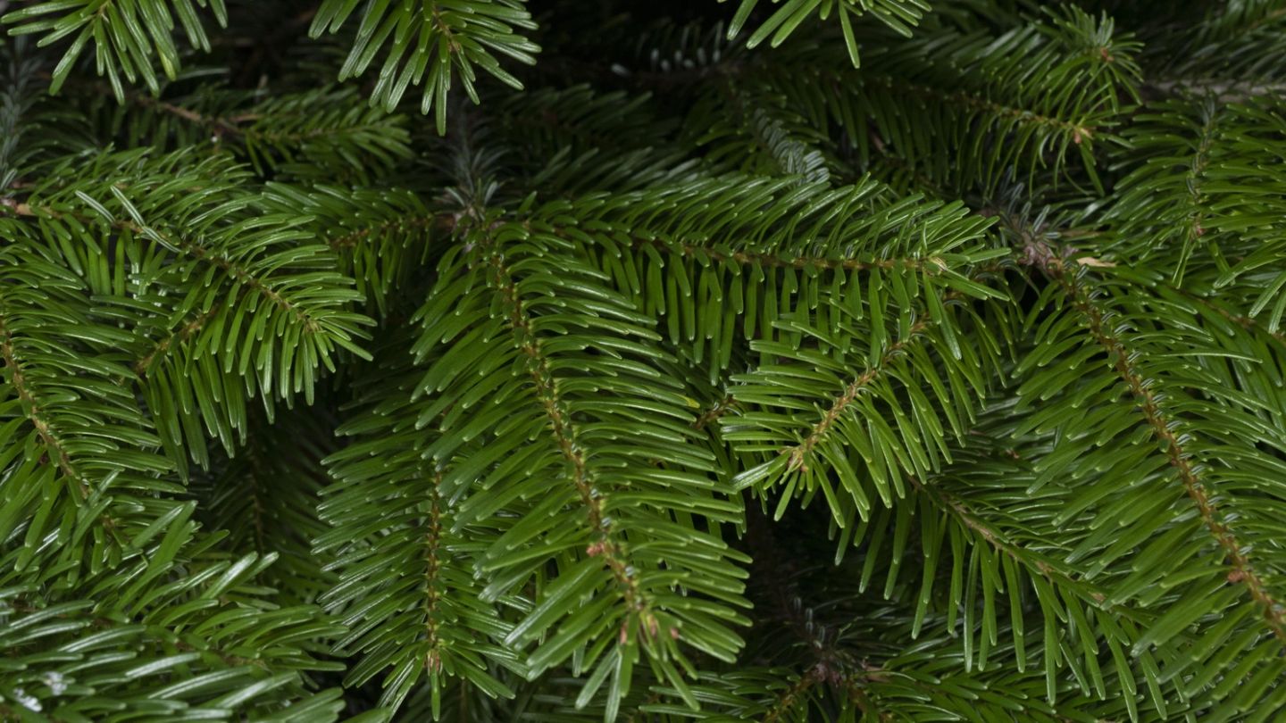 Competition: Win a hand-delivered, premium Christmas tree