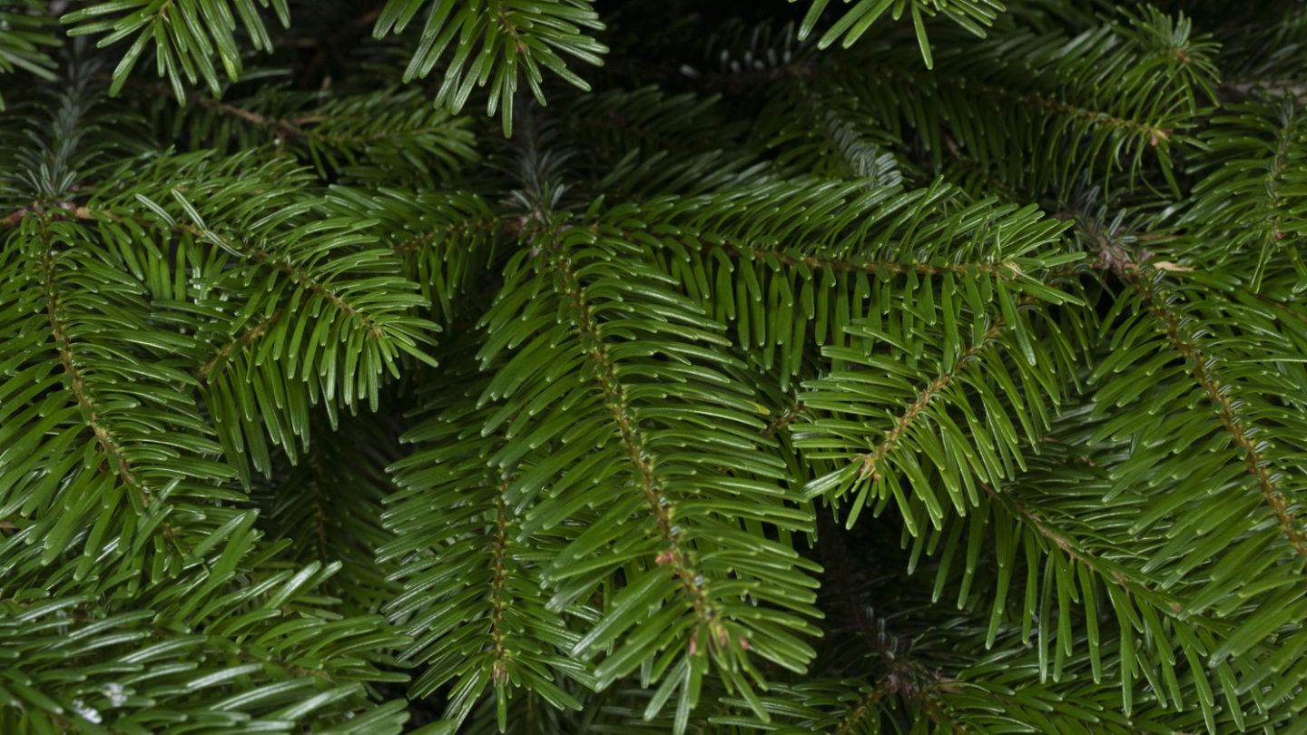 Competition: Win a hand-delivered, premium Christmas tree