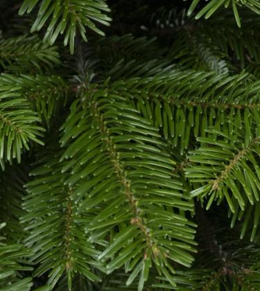 Competition: Win a hand-delivered, premium Christmas tree