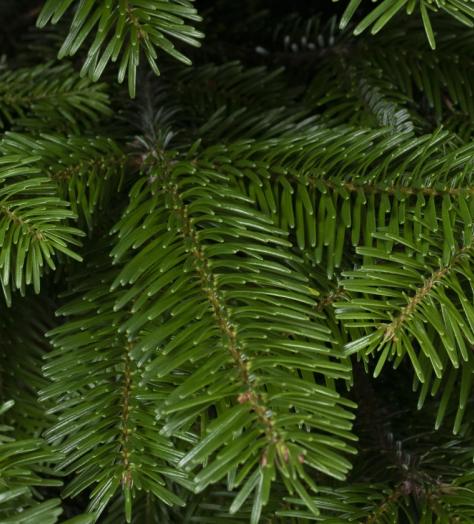 Competition: Win a hand-delivered, premium Christmas tree