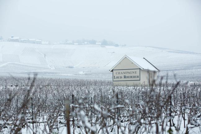 louis roederer vineyard