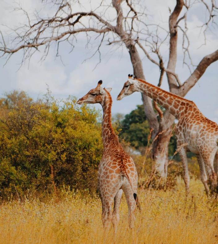 giraffes