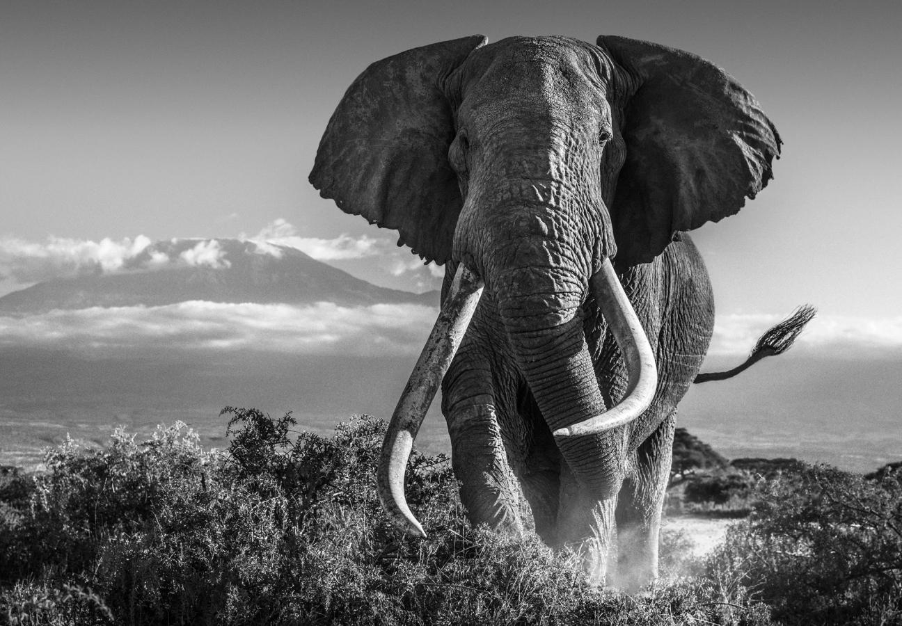 david yarrow photographs