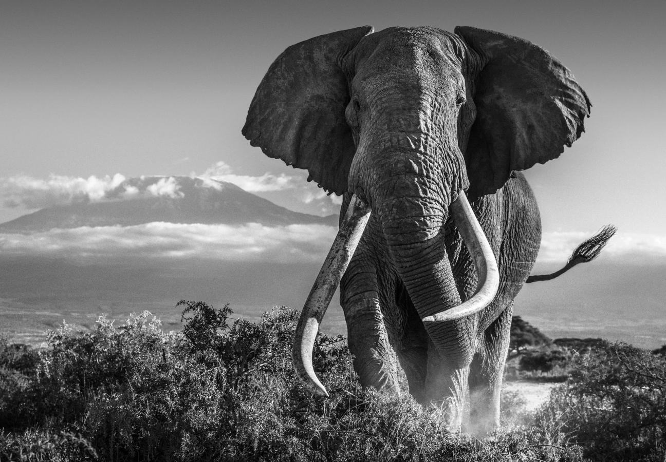 david yarrow photographs