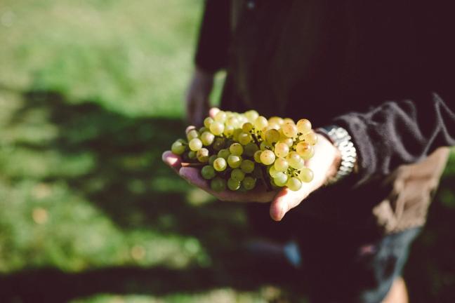grapes