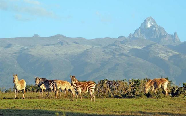 BIG-mount-kenya-white-zebra-7