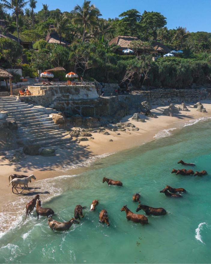 Horses in the sea beside the beach at NIHI Sumba